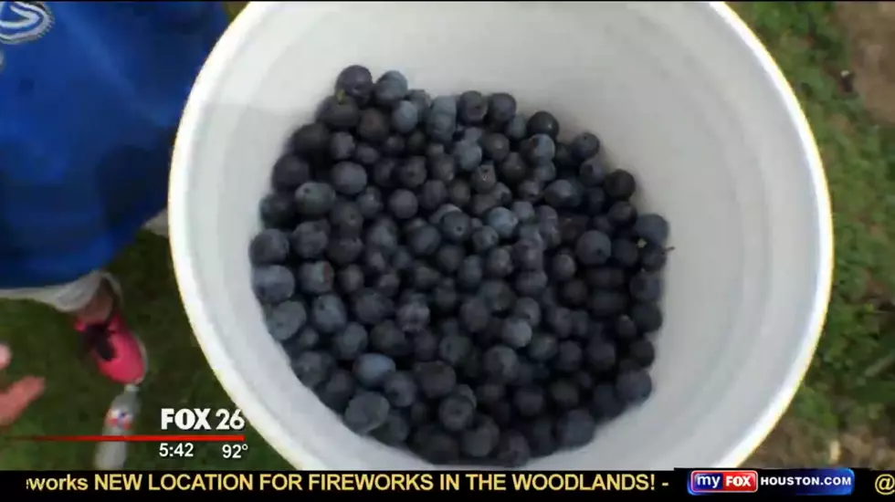 A Trip Conroe could Net You some Fresh Picked Blueberries