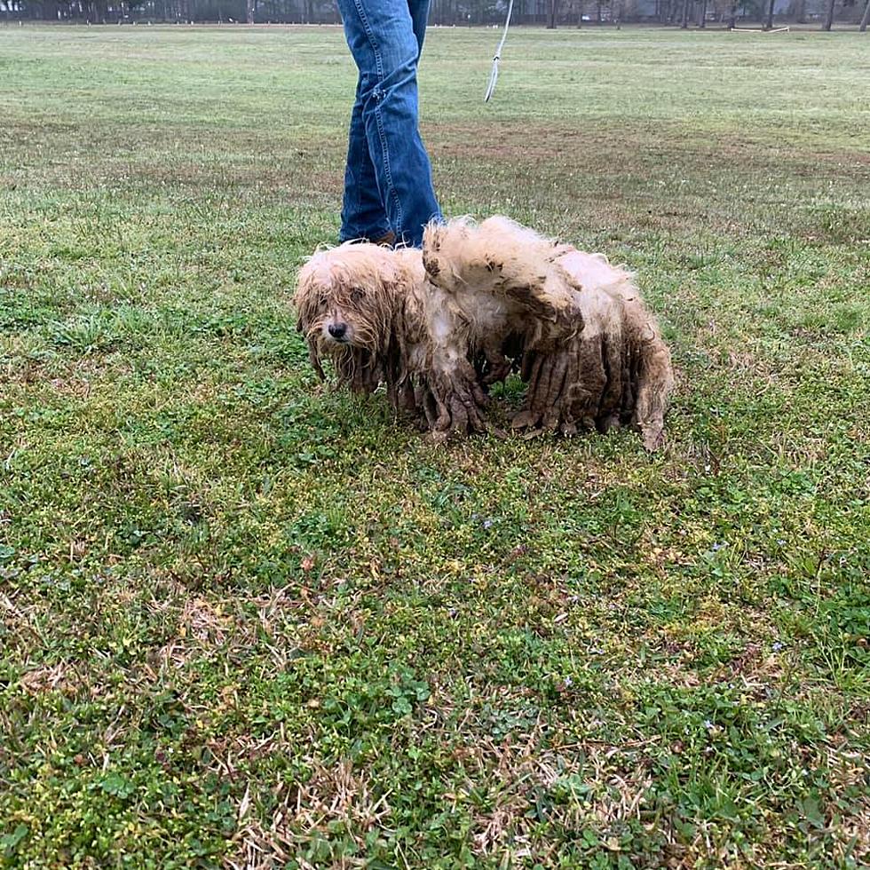East Texas Puppy Found So Severely Matted He’s Nearly Unrecognizable