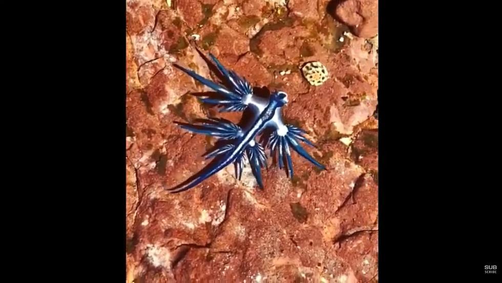 Blue Dragons Appearing on Texas Shores