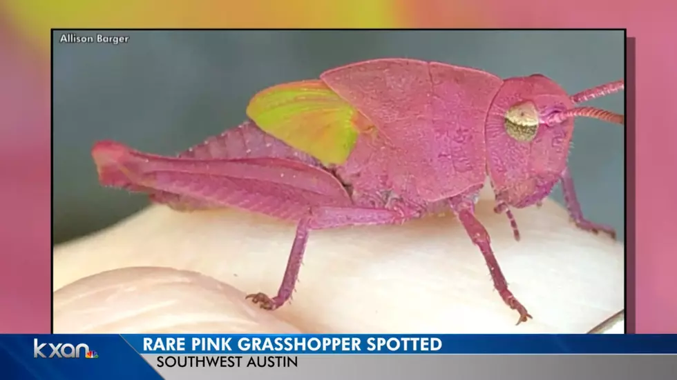 A Couple of Pink Grasshoppers Spotted Near Austin