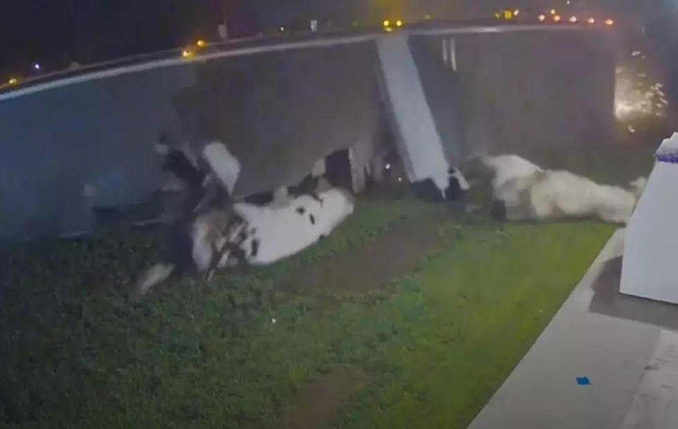 WATCH: Semi Flips, Sending Cows Flying Out Of The Roof