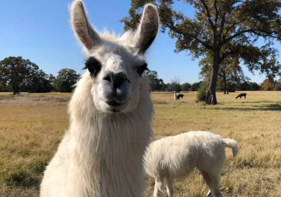 Forget Goat Yoga, Here&#8217;s How You Can Go Camping With Llamas In East Texas