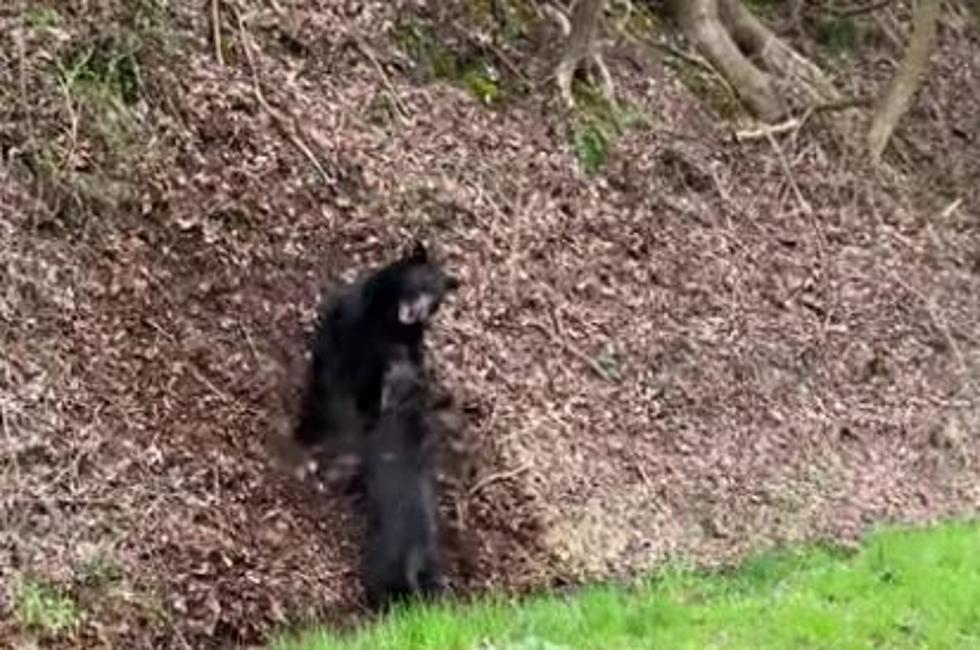 Black Bear, Wild Hog Caught in Fight in Gatlinburg, Tennessee