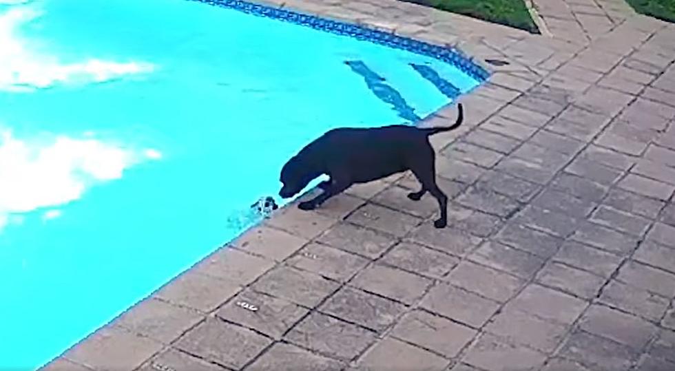 WATCH: 7-Year-Old Staffie Rescues Pomeranian After He Falls into a Pool