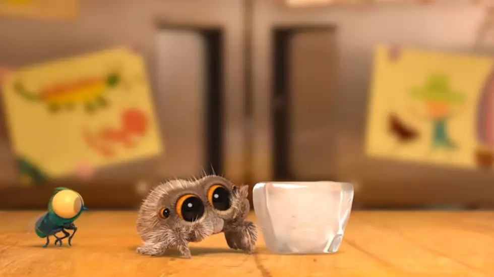 Lucas The Spider is Internet Happiness at it’s Finest