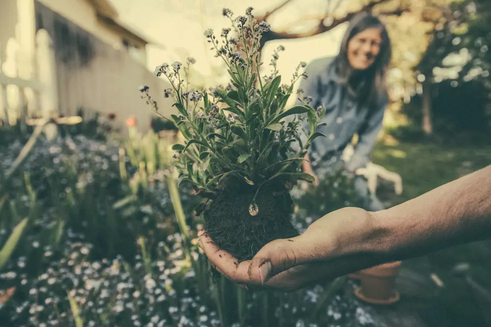 My Favorite Way to Ward Off Anxiety–Garden Therapy