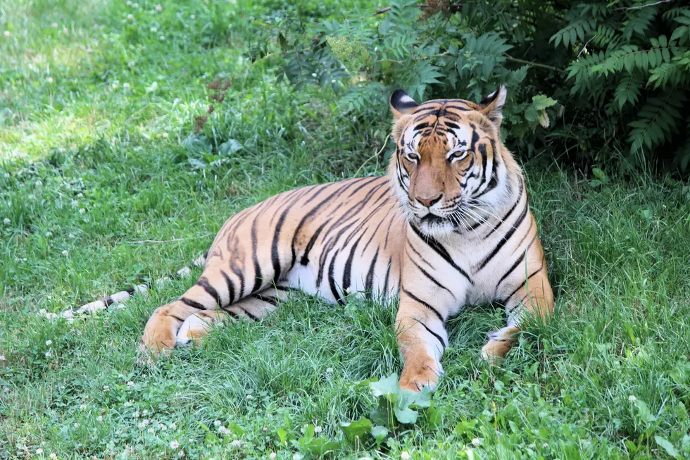Beloved Tiger Rescued From Failed Texas Sanctuary Dies In His Sleep