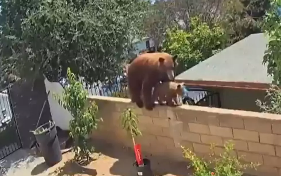 WATCH: Teenager Shoves Bear Off Of Fence Saves Her 3 Dogs