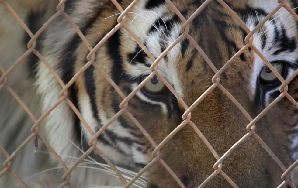 Did You Know That The World’s Oldest Living Tiger Lives Here in Tyler?