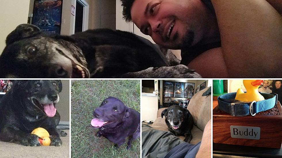 25 Photos to Remember Buddy on this National Pet Memorial Day