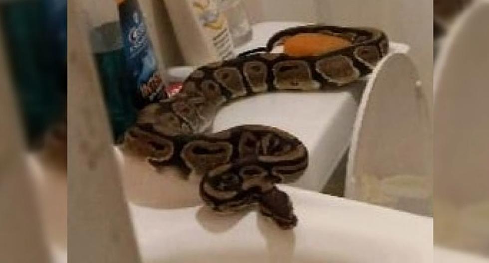 OH HELL NO! Texas Woman Finds Python Slithering Out of Her Toilet