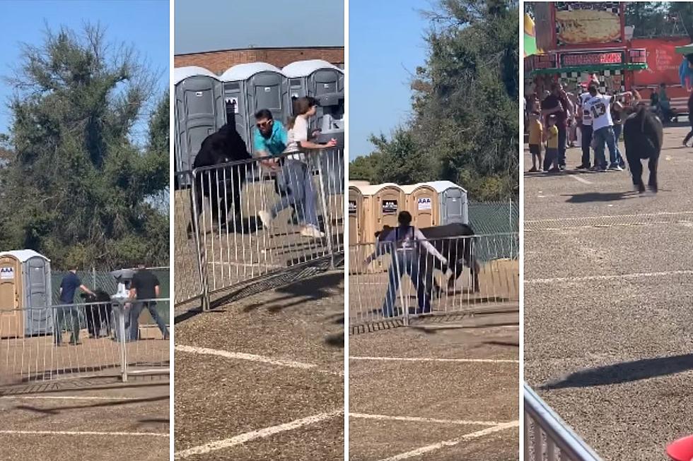 VIDEO: Steer Gets Loose at East Texas State Fair, One Woman Injured