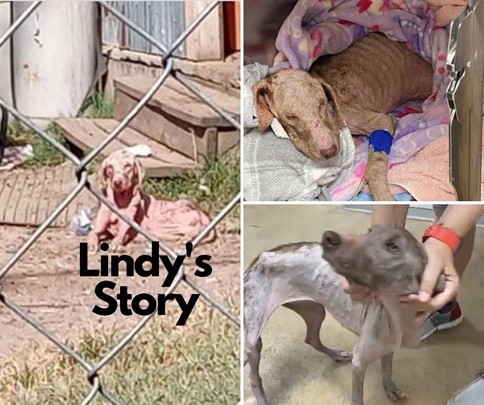 Recall the Heartbreaking Tale of Abused Dog, Lindy? How’s She Doing Now?