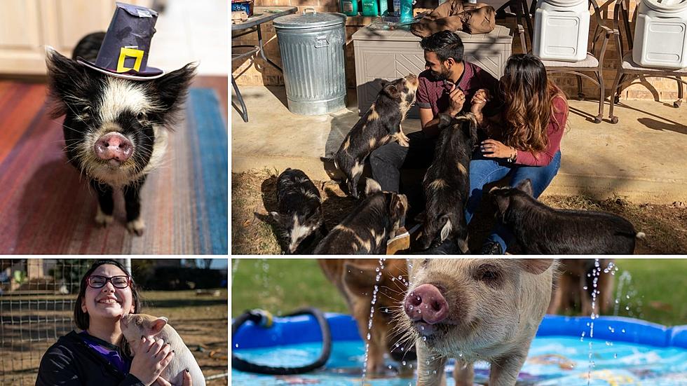 Cuddle with Pigs, or Adopt One, with This Texas Airbnb Adventure