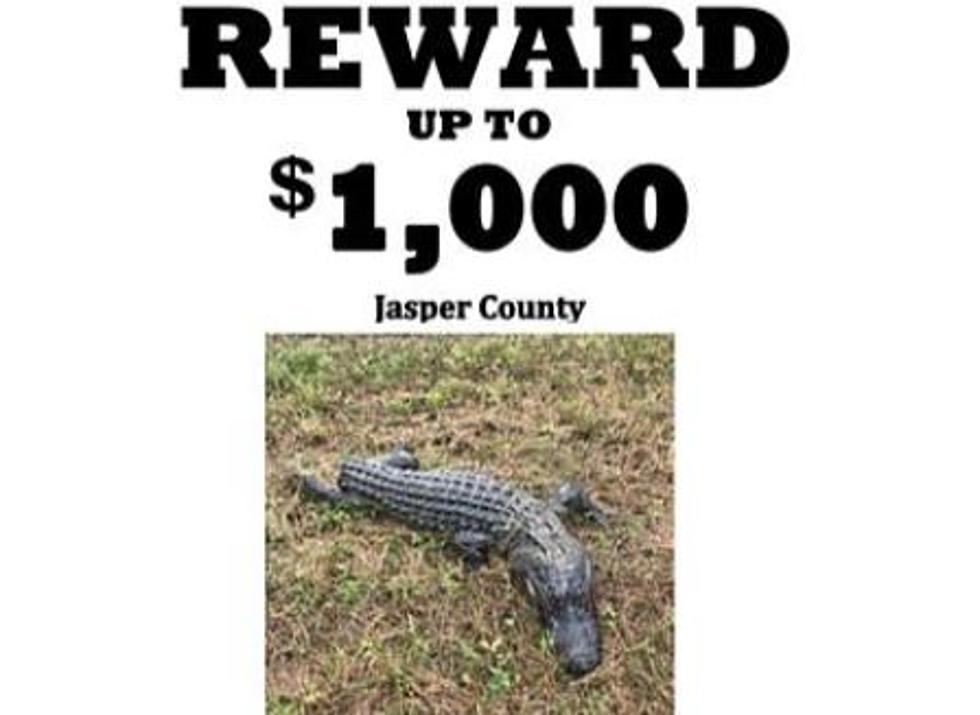 Horrible East Texan Cuts Off Alligator’s Tail and Leaves for Dead