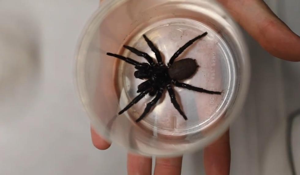 This Scary Australian Spider Wants to Kill You in Your Nightmare