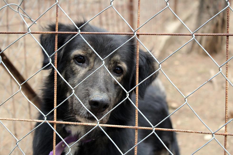 Chaining Your Dog Up Outside Will Soon be Illegal in Tyler & Longview