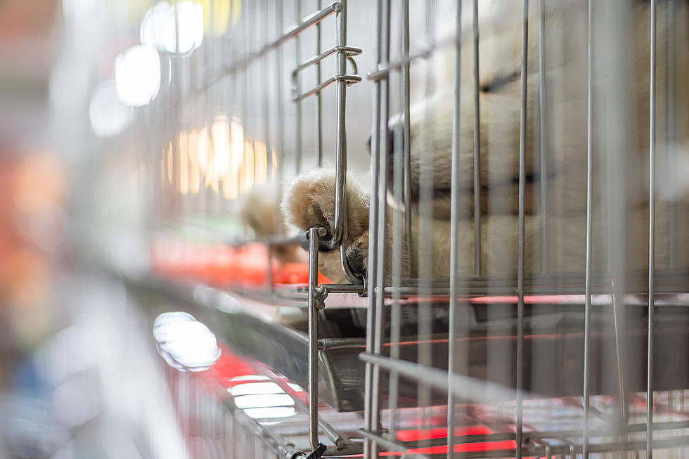 Puppies and Kittens Should NOT Be Sold in Stores in Tyler, TX