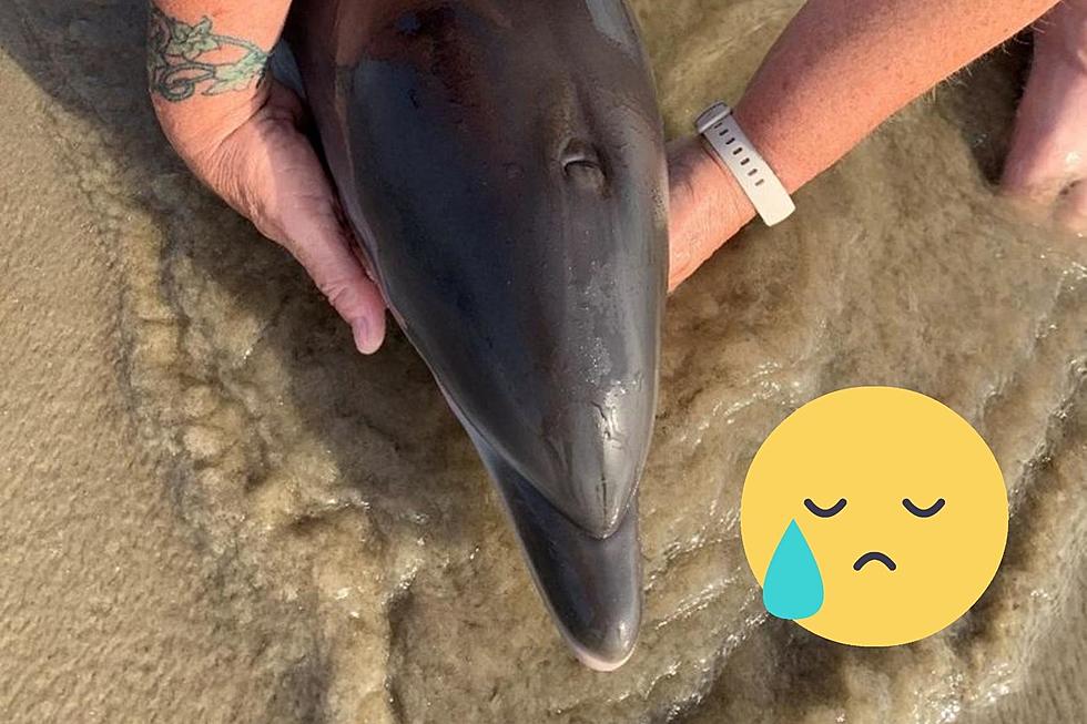Heartbreaking Story: A Second Stranded Dolphin Has Died on Our Texas Coast