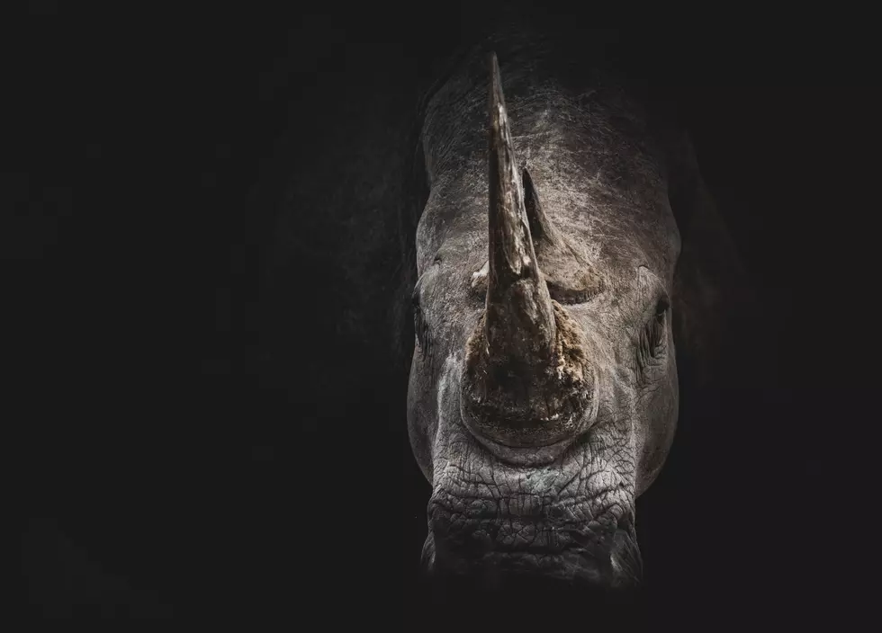 Beloved 36-year-old Black Rhino Dies at Caldwell Zoo in Tyler, TX