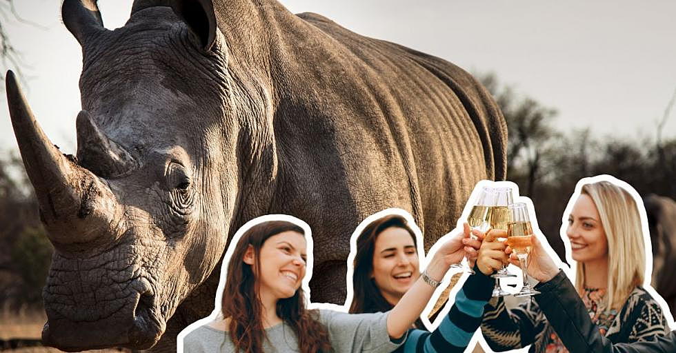 Why&#8217;s This Unusual Fredericksburg, TX Winery Have a Massive White Rhino Too?