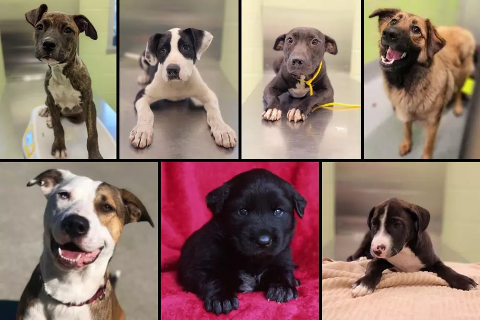 These 411 Adoptable Dogs Are Ready To Be Rescued In Longview