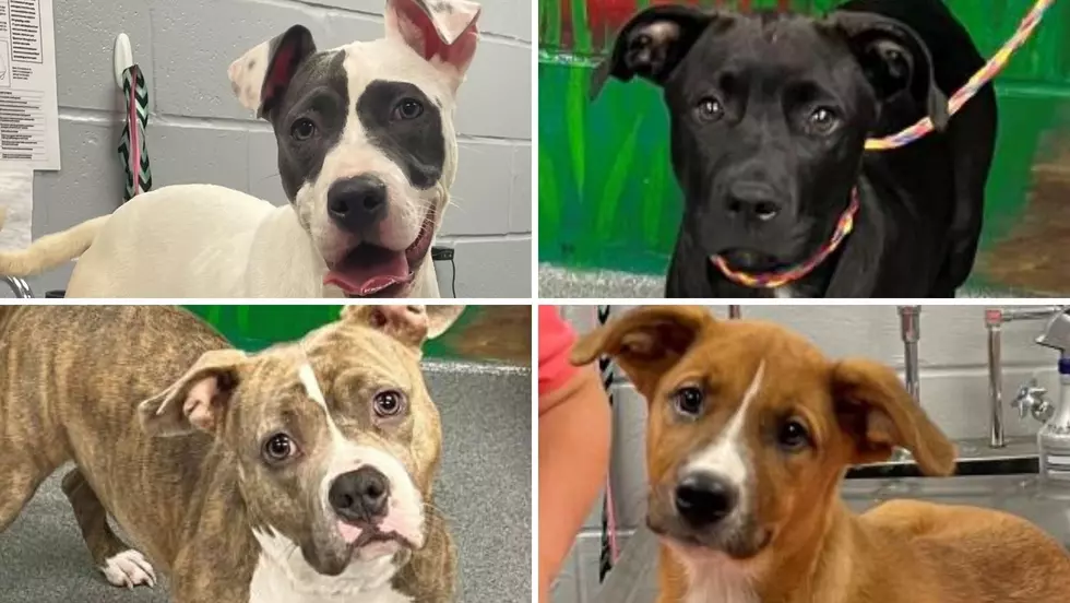 Here Are the 42 Most Adoptable Dogs Ready to be Rescued in Tyler, Texas