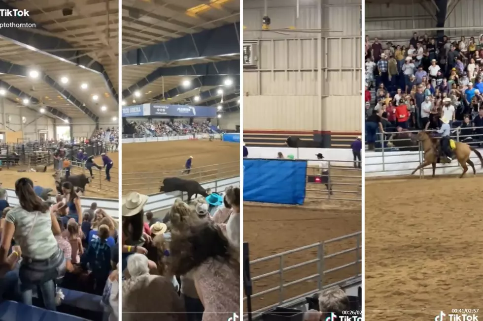 Bull Makes Escape at Tampa, Florida Rodeo and Makes Crowd Panic