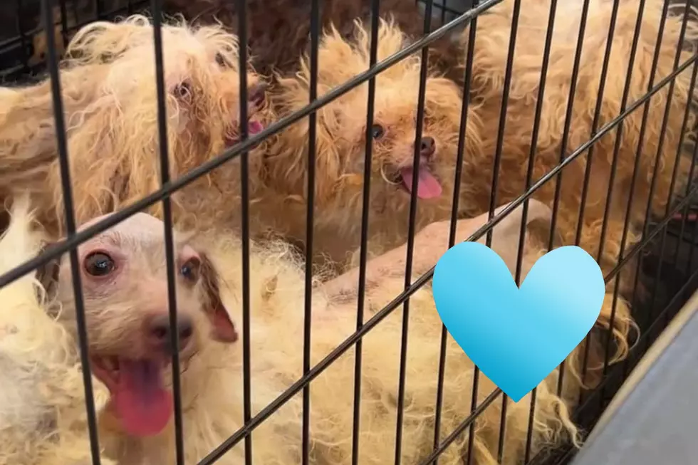 Almost 50 Dogs Rescued From Puppy Mill In Cherokee County