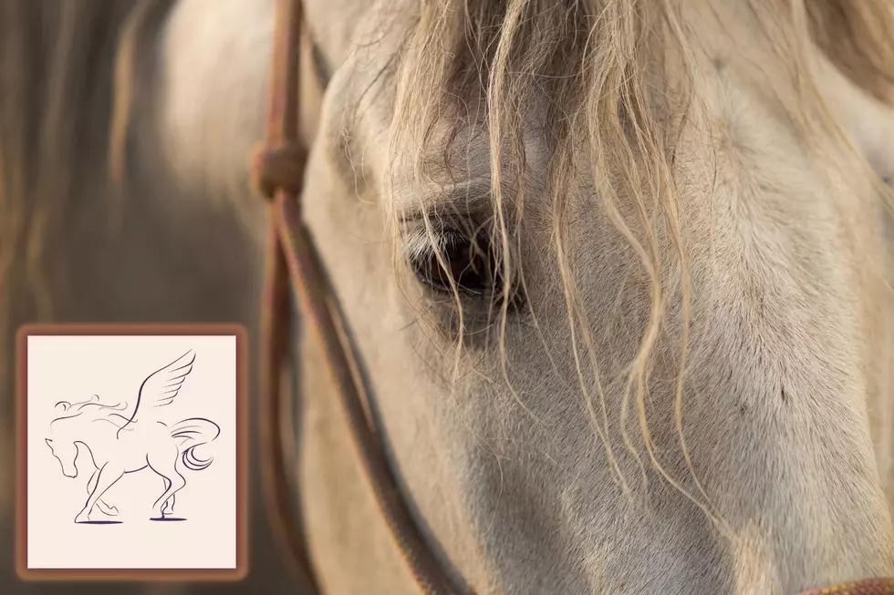 Help the Pegasus Project Rescue  Abused Horses In East Texas