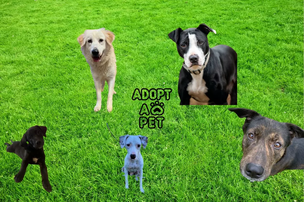 Adoptable Dogs in Tyler, Texas That Want Their Forever Home