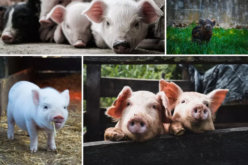 If You Love Pigs, a New Airbnb Opening in Smithville, Texas in 2023 Will be a Must Visit