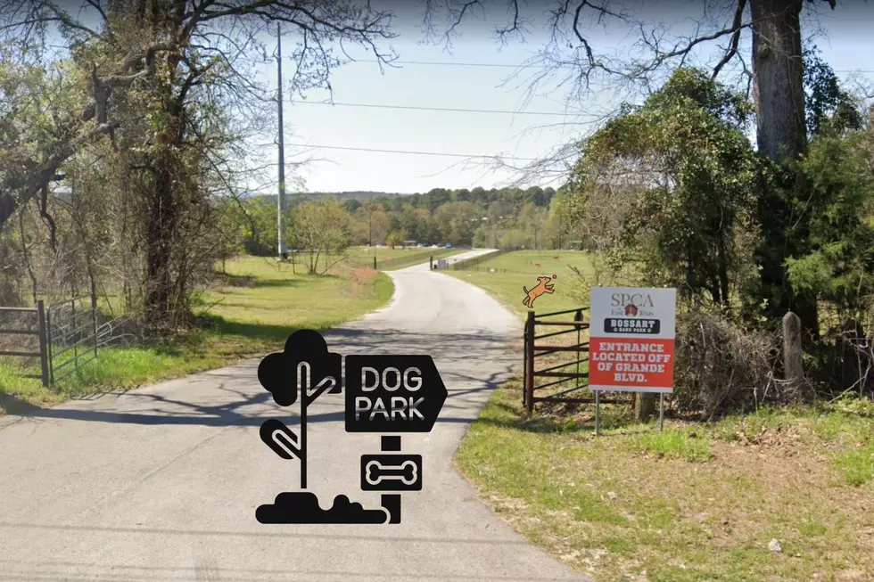 Don’t Miss Out on Any of the Dog Parks You Can Visit Around Tyler, Texas