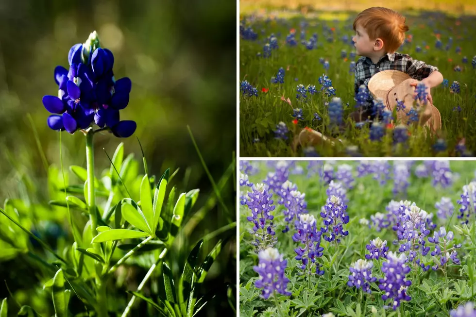 Is the Old Wives Tale About Picking Bluebonnets in Texas True?