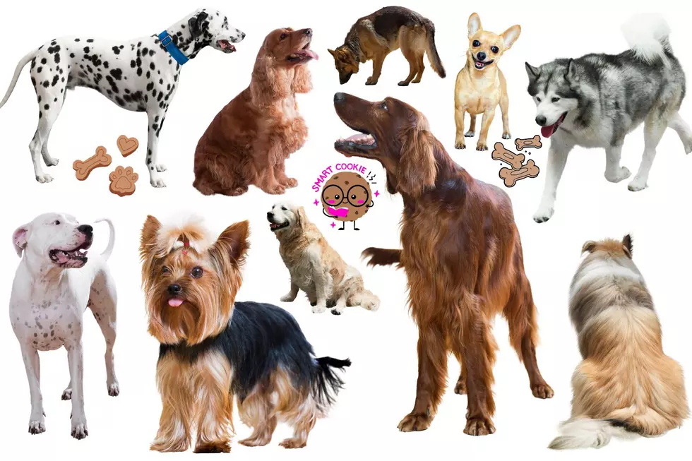 Did Your East Texas Dog Make the List of the 63 Smartest Dog Breeds?