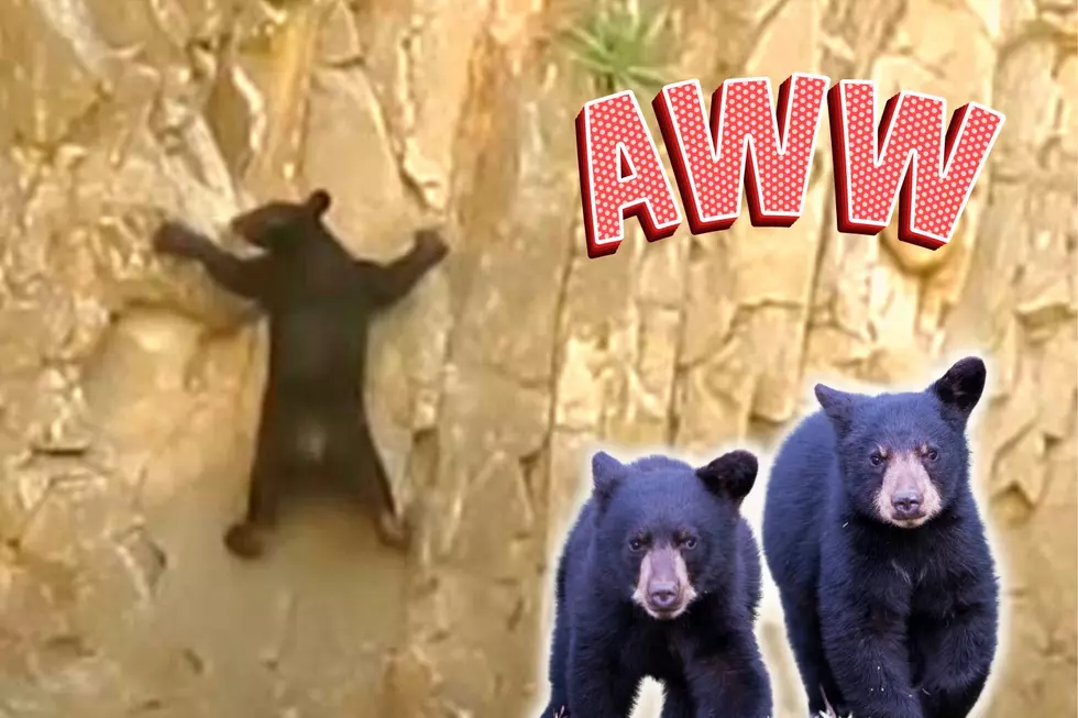 Adorable Video of Bears Rock Climbing at Big Bend National Park in Texas