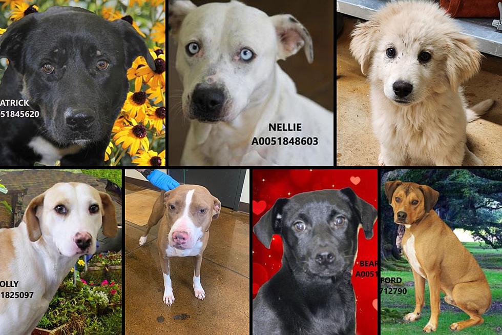 These 46 Loveable Dogs Waiting to be Adopted in Tyler, Texas