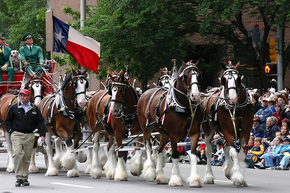 The Famous Budweiser Clydesdales Fall at San Antonio, TX Rodeo