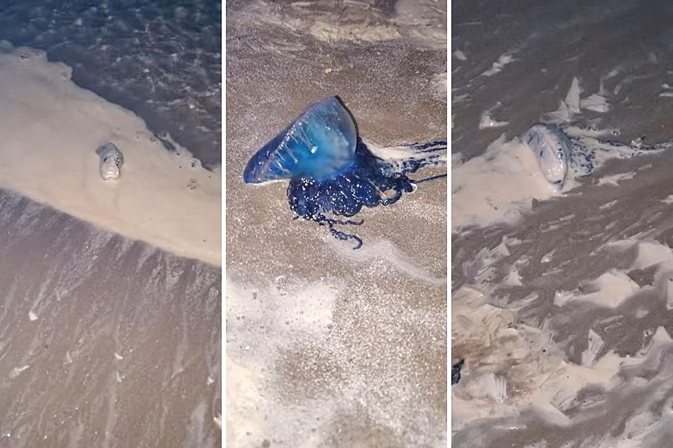 Beware of a Big Sting from Jellyfish in South Padre Island, Texas