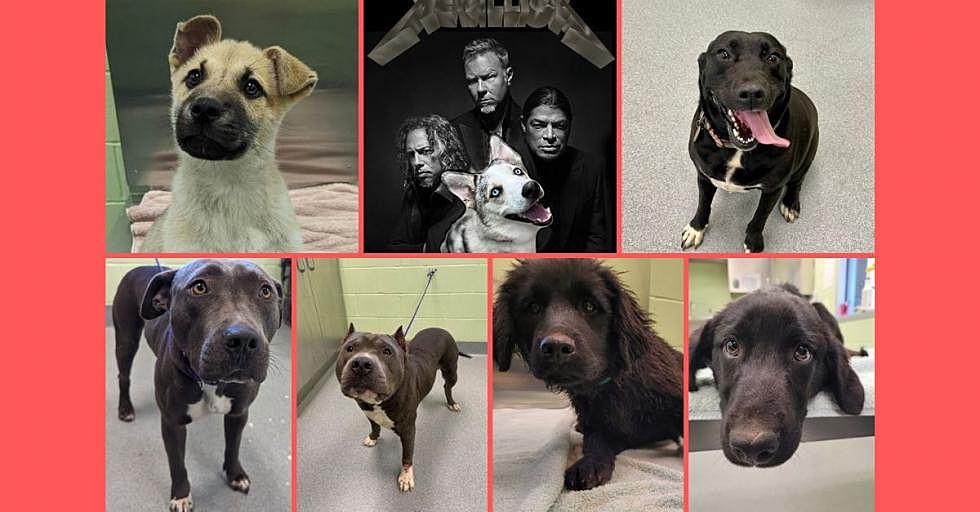 35 Dogs Wanting to Be Adopted and Become Your BFF in Longview, Texas