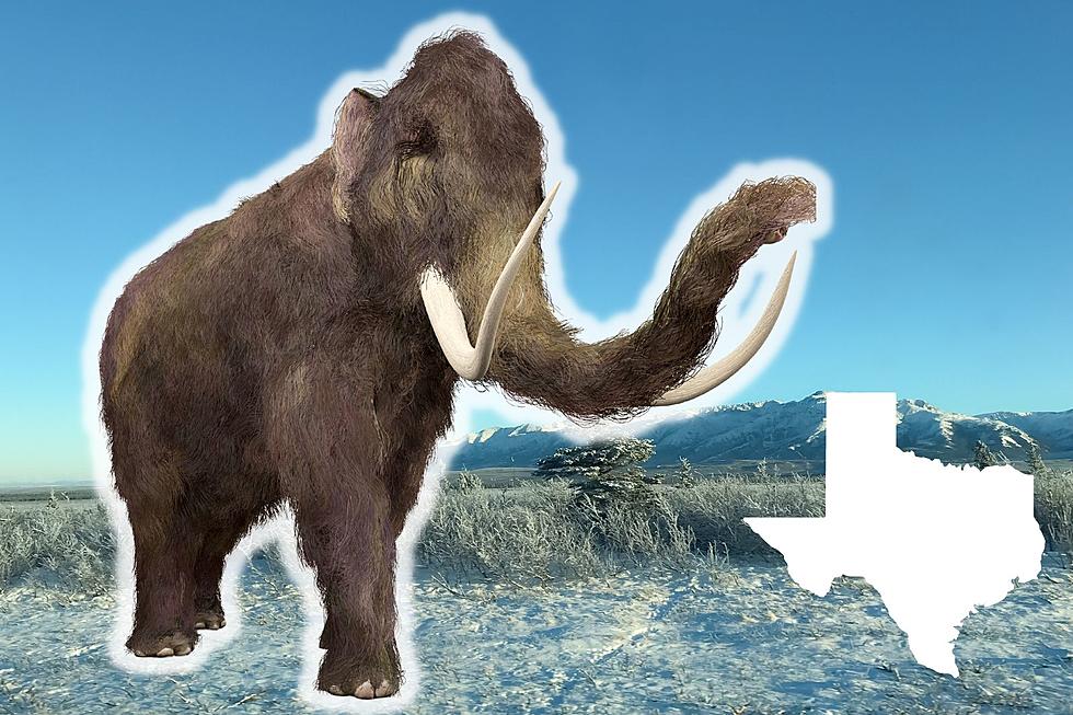 One Dallas, TX Company is Working to Actually Bring Back the Woolly Mammoth