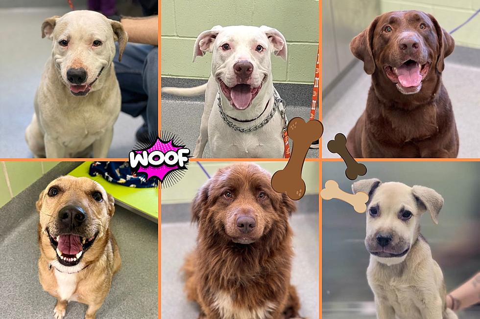 41 Delightful Dogs Waiting to be Adopted in Longview, Texas