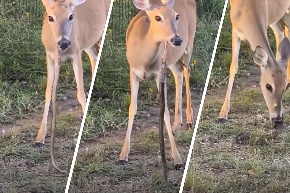 The Latest Viral TikTok Video Shows a Cute Deer Eating a Snake
