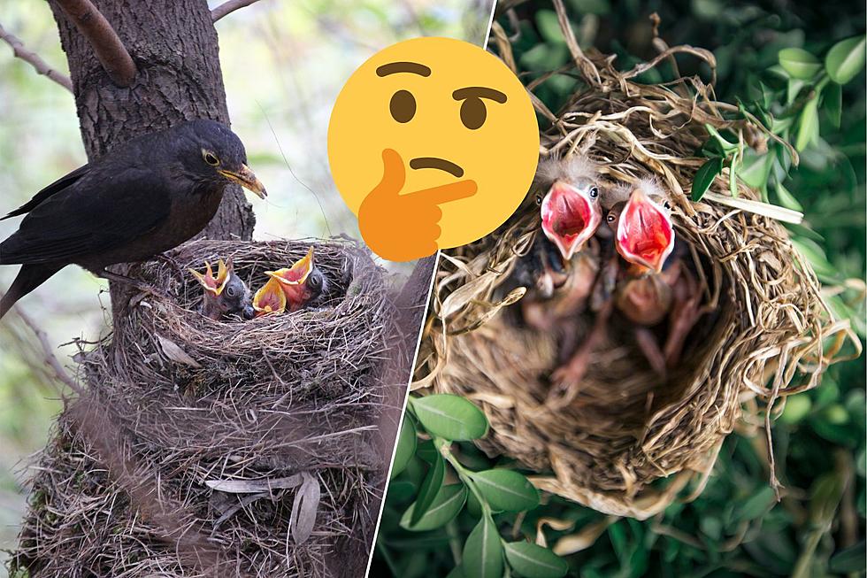 Can Removing a Bird’s Nest in Texas Get You Into Legal Trouble?