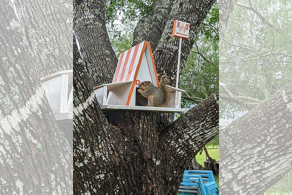 The Adorable Story of an Orphaned Squirrel in Texas Getting a Whataburger