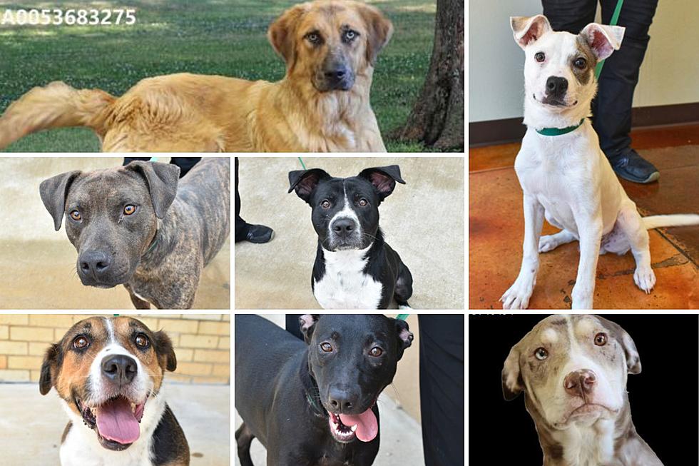 Help Smith County 'Clear the Shelter' of 47 Dogs in Tyler, Texas