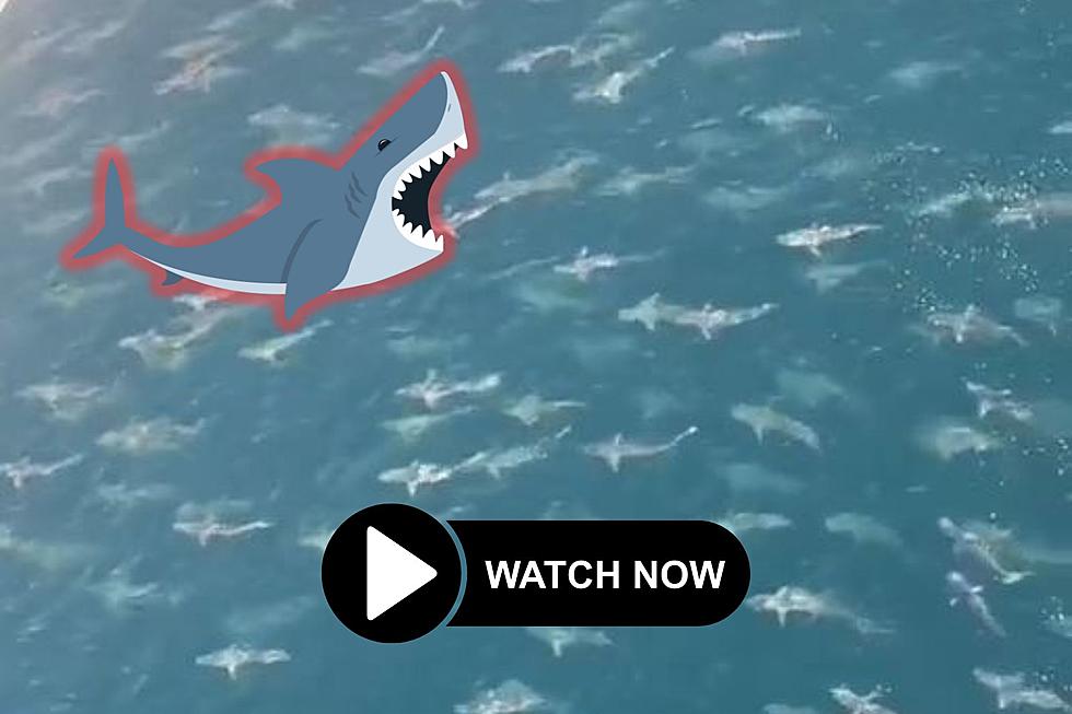 Wow! HUNDREDS of Sharks Caught on Video Swimming in the Gulf of Mexico