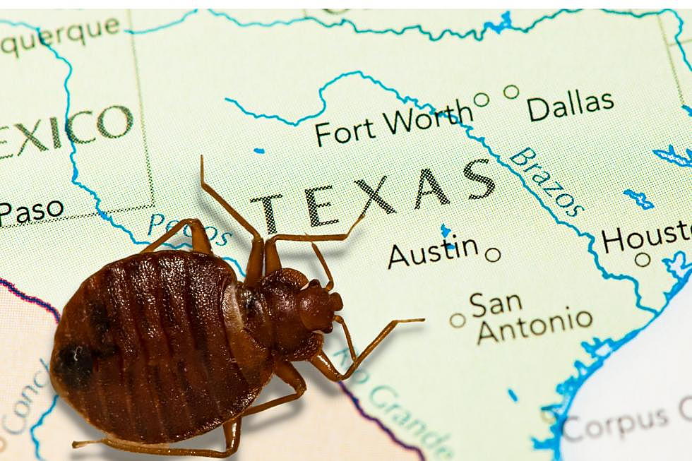 Want to Avoid Texas Bed Bugs? Steer Clear of One Metro the Most