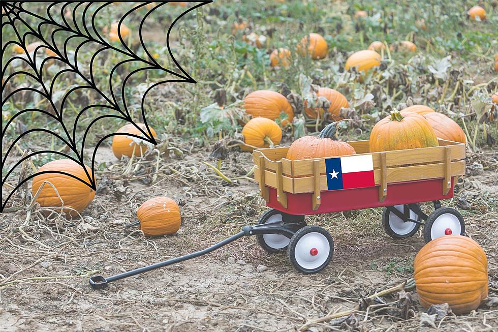 Top 9 Places to Pick the Perfect Pumpkin in the State of Texas