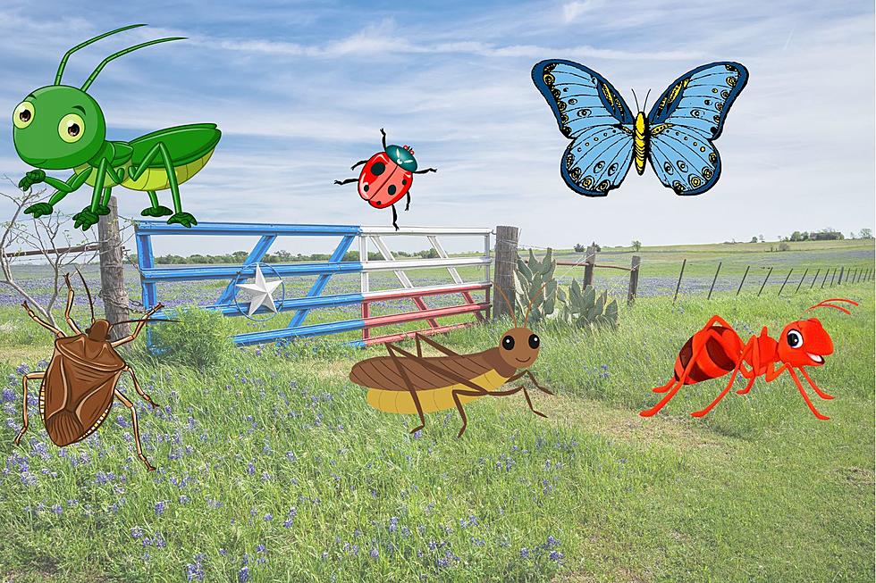 Do You Know the State Insect of Texas? It's Actually Pretty!